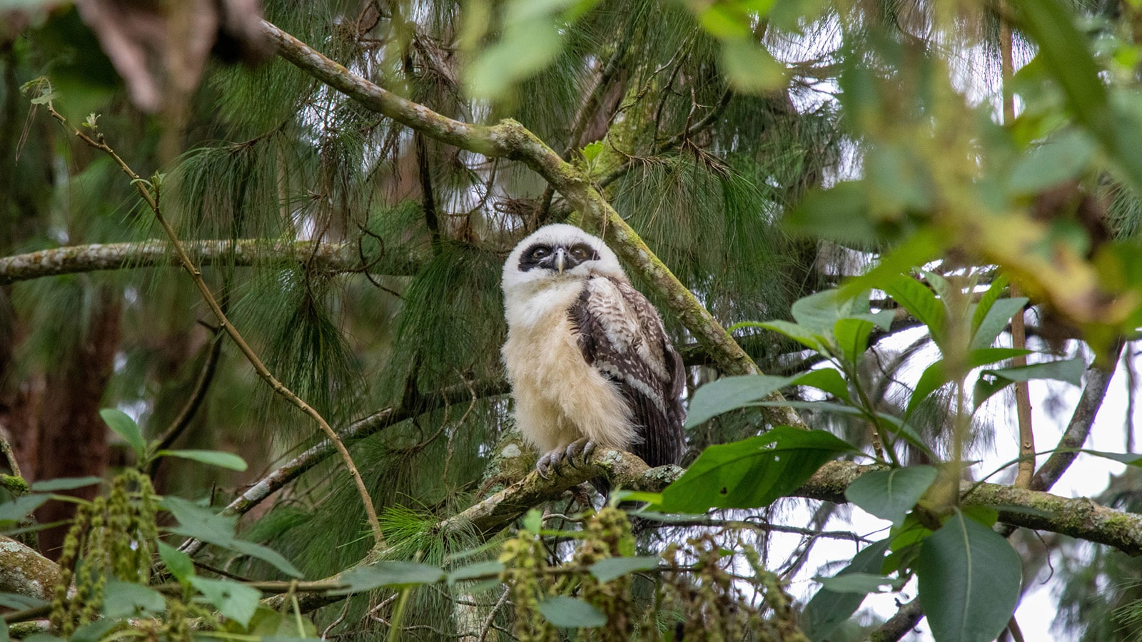 Buho de anteojos Pulsatrix perspicillata